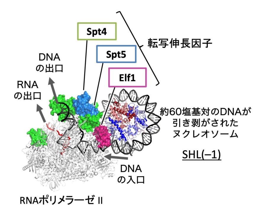図2. RNAP II•ヌクレオソーム複合体の クライオ電子顕微鏡構造 (Science 2019)