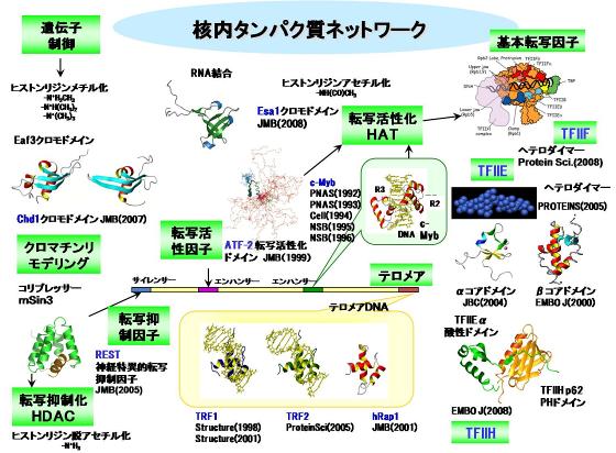 核内タンパク質ネットワーク